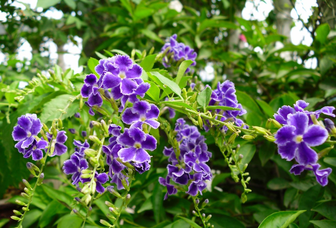 青島花園設(shè)計(jì)之蕾絲金露花